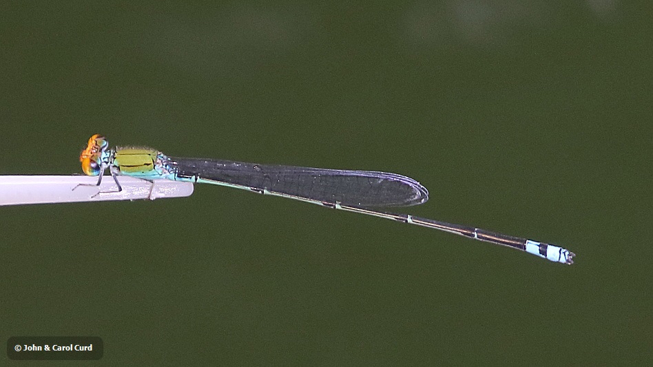 J17_3044 Pseudagrion rubriceps male.JPG